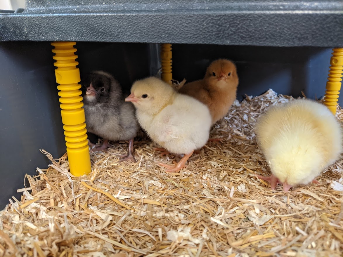 OHPSchool's tweet photo. The Reception girls loved watching the chicks grow over the last 10 days. We were sad to say goodbye to them on Wednesday as they went off to their new home in the Cotswolds. As part of our science learning we will now be creating a life cycle for a chick. #FutureScientists https://t.co/wqIJtykoyq