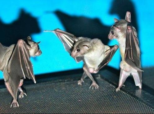 Flipping a picture of bats upside down makes them look like they're in a dance-off!