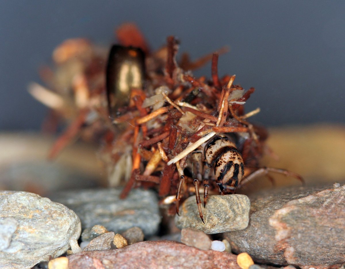 PECT_Aigua's tweet photo. Utilitzem #MacroinvertebratsAquàtics com #Bioindicadors per determinar l’ #EstatEcològic del riu #Ter.
@FonsUECat @irtacat @DiputacioGirona @GRECO_UdG @IEA_UdG @univgirona @campusaigua https://t.co/KoRhNP7mr2