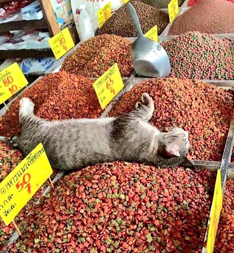 Bodegacats_'s tweet photo. https://t.co/pSNkNY9UBB