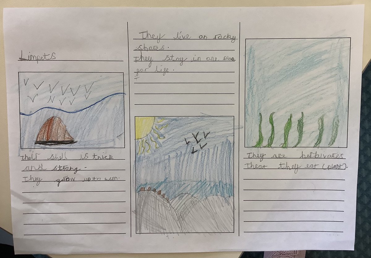 PrimaryPlymouth's tweet photo. For our Ocean Day, the Limpets in Year 1 have been super busy making their own clay limpets and learning some interesting facts about limpets to put in their leaflets. #EduArtsFest #tps #oceanday #oceancurriculum https://t.co/4vSvPGliTR
