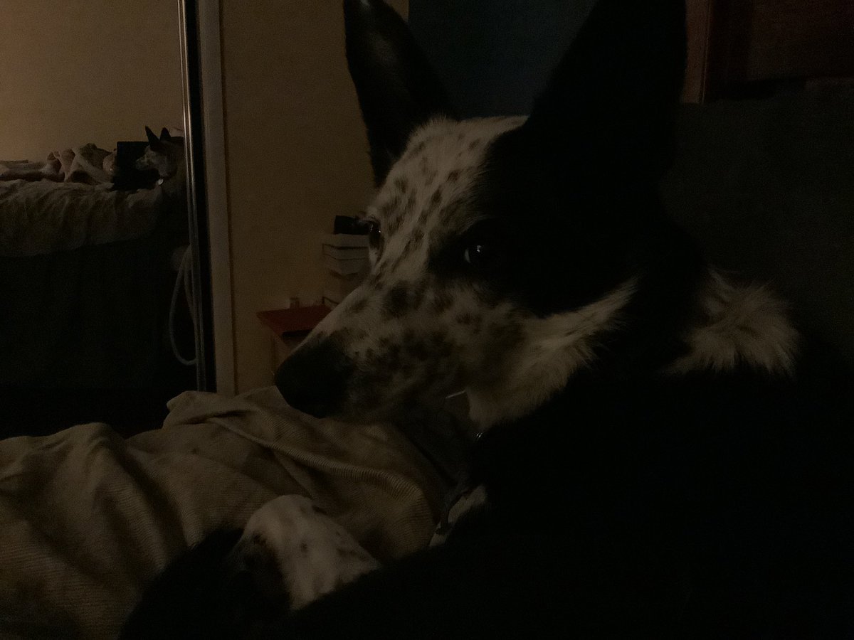 sonyamac1's tweet photo. @Kesthecollie Hi Kez! Night here in Oz, bed time....from Roxy 🐶 https://t.co/Wbdt0M9iYh