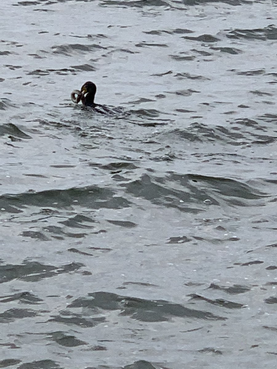 BirdingSimon tweet media
