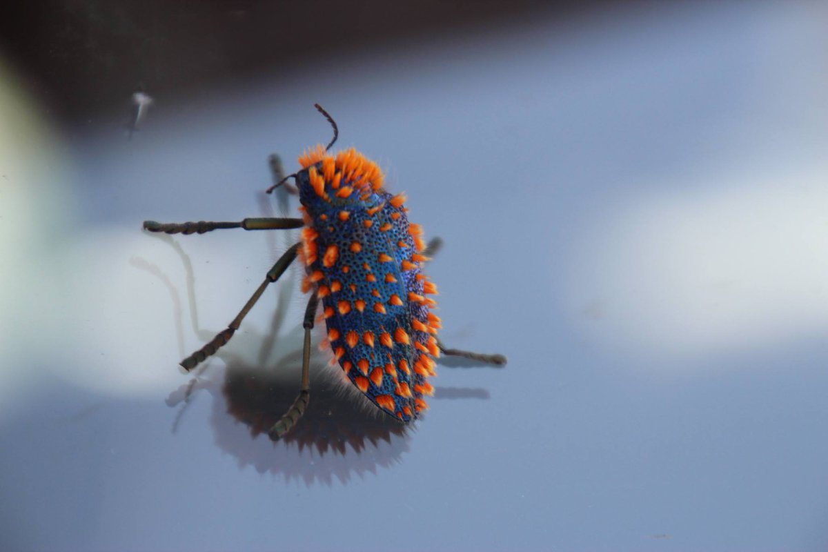 Weird_AnimaIs's tweet photo. Julodis viridipes beetle. The orange tufts on its body aren't parasitic fungi, but natural features of the insect!

(Photo Tony Rebelo) https://t.co/sWZZRLPlov