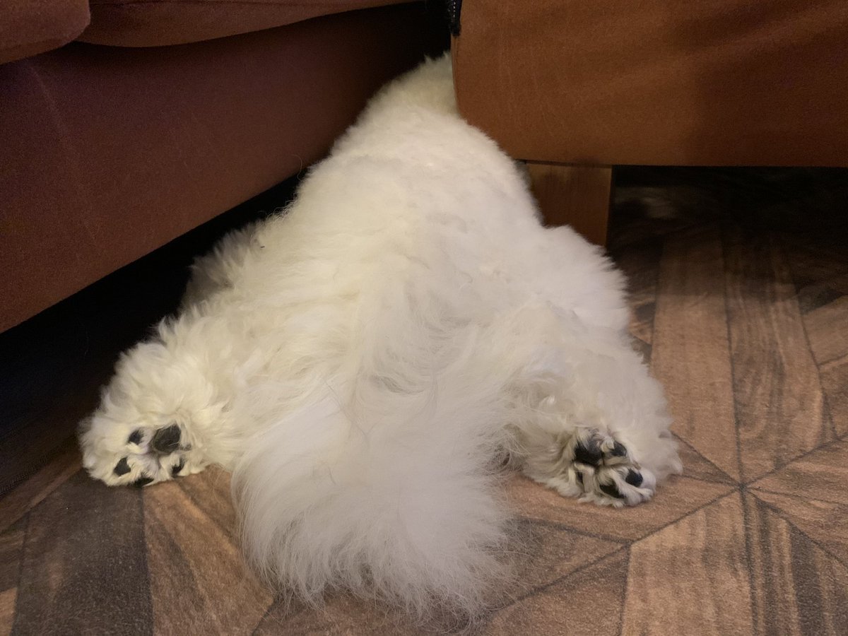 Hanabi_Matsuri's tweet photo. リアルな頭隠して尻隠さず(笑)
これで寝て��す(笑)
 #犬好きな人と繋がりたい 
 #ビションフリーゼ https://t.co/XLMzHWMROO
