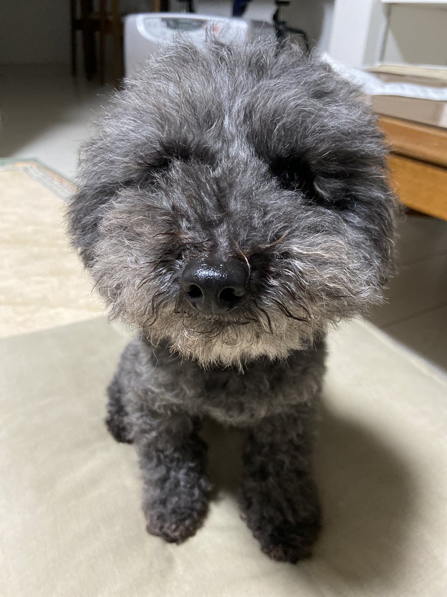 巨大ティーカッププードル 顔がわからない