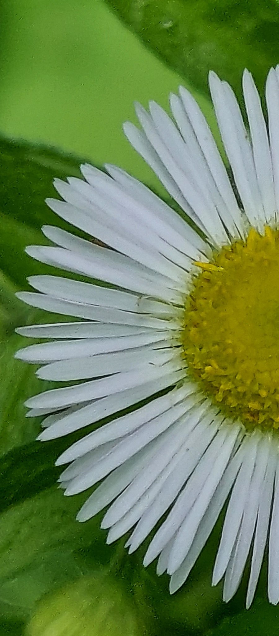 Annualfleabane Twitter Search Twitter