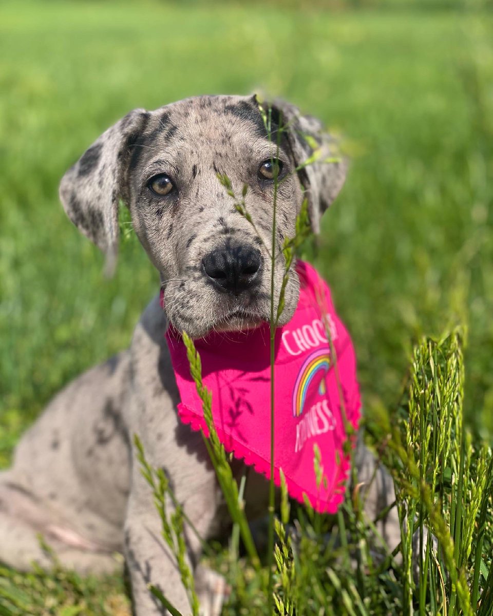AutumnGeorge77's tweet photo. Just a Friday reminder!💕✨💛 (Read Mia’s bandana for the reminder.)😉🥰 https://t.co/zC3Ls29OoX