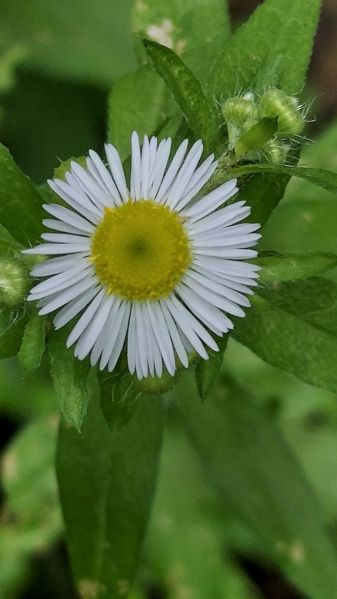 Annualfleabane Twitter Search Twitter