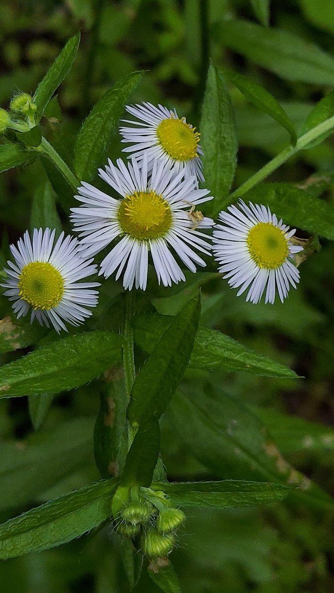 Erigeronannuus Twitter Search Erigeronannuus Twitter Search