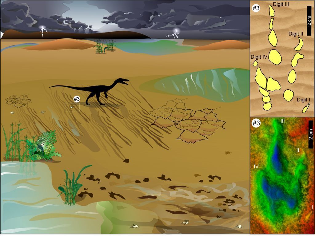 SAJS_Official's tweet photo. An Early #Jurassic trackway from #southernAfrica reveals how a minute two-legged #dinosaur ran at ~12.5 km/h, either as a prey or a predator, across a wet, squidgy sediment layer ~190 million years ago: https://t.co/sB4YmJZ0rP
@EmeseBordy @UCTgeology #fossil https://t.co/uYfz6B3JkE