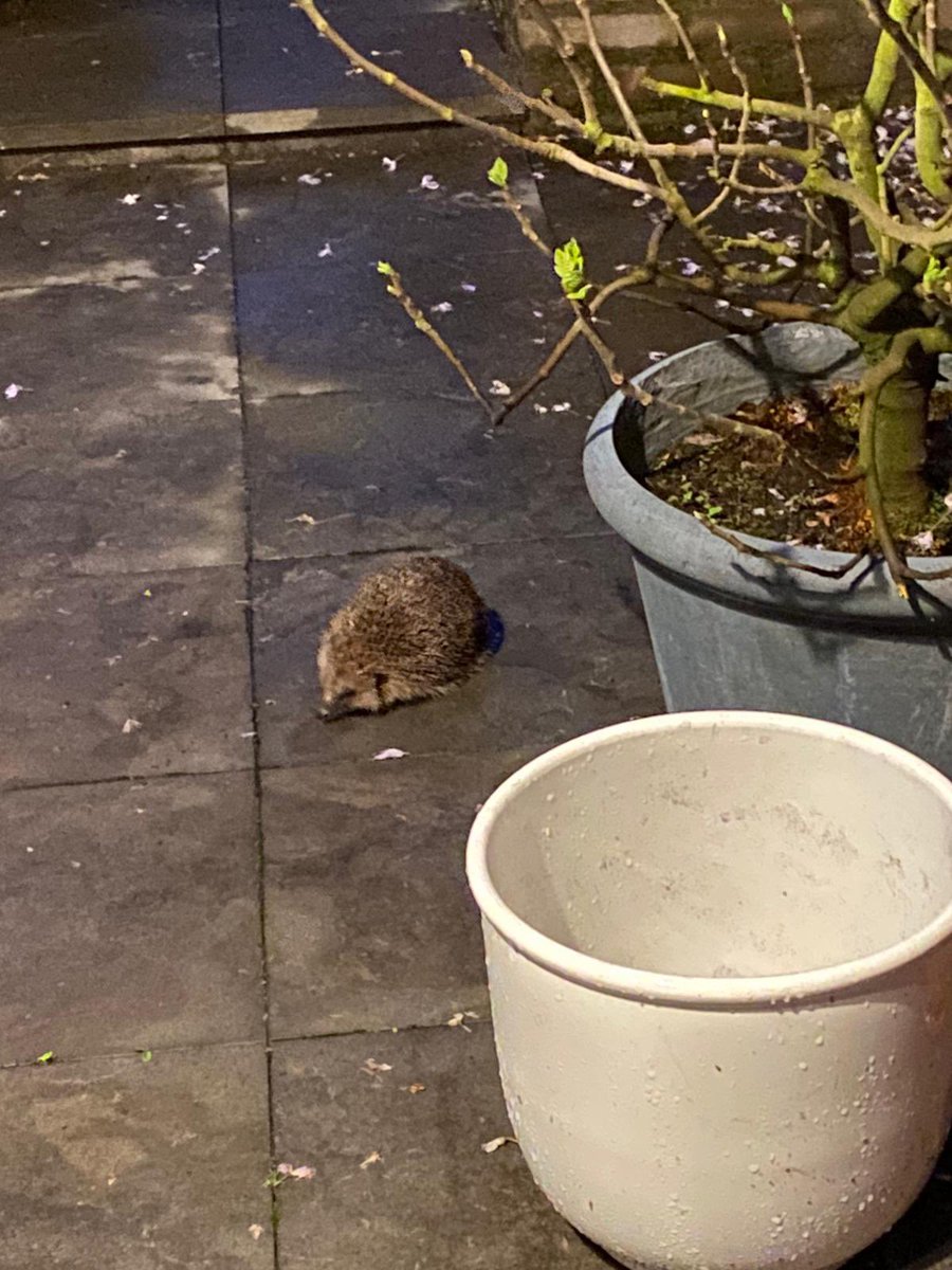 Reg the Parson Russel Terrier tweet media