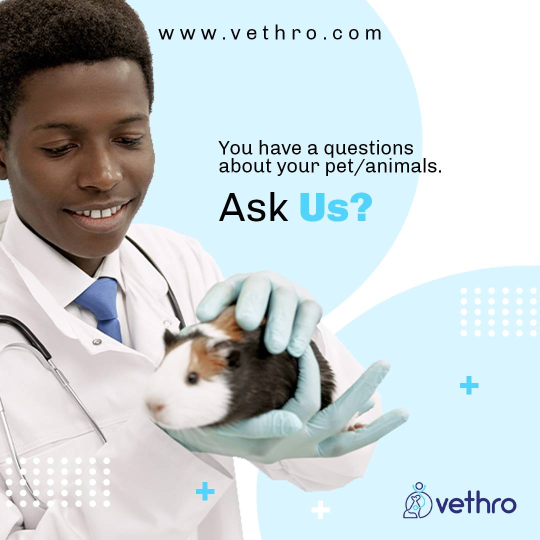 OfficialVethro's tweet photo. We love to hear from you.

Drop your questions in the comment section.

#dogs #pets #cats #vet #vetlife #BenueUnderAttack #vethro#NigeriaBleeds #vetsark #doggy #ChampionsLeagueFinal #petlovers #petowners #catlovers #doglovers #farm #animals # https://t.co/OiqCMaXTv0