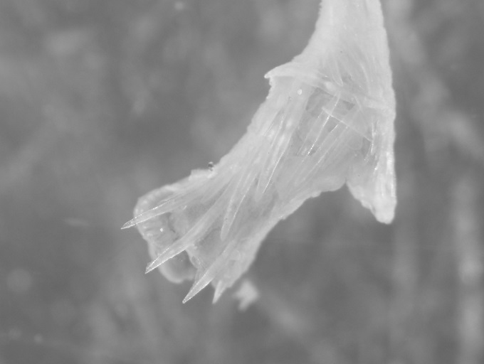 SAERI_FI's tweet photo. #OctocoralFriday - #Isididae #Acanella! By collaborating with @ConsolidtaedFi1 the #VMEProject has been able to collect specimens of #DeepSeaCoral from the FICZ, feeding into generating baseline species lists for the region. Big thanks to @Dr_MTaylor for assistance in with IDs. https://t.co/blfgTXbSnt