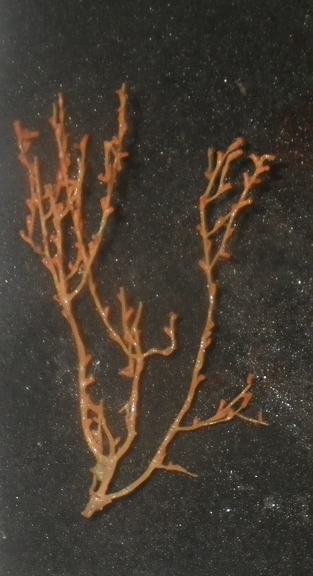 SAERI_FI's tweet photo. #OctocoralFriday - #Isididae #Acanella! By collaborating with @ConsolidtaedFi1 the #VMEProject has been able to collect specimens of #DeepSeaCoral from the FICZ, feeding into generating baseline species lists for the region. Big thanks to @Dr_MTaylor for assistance in with IDs. https://t.co/blfgTXbSnt