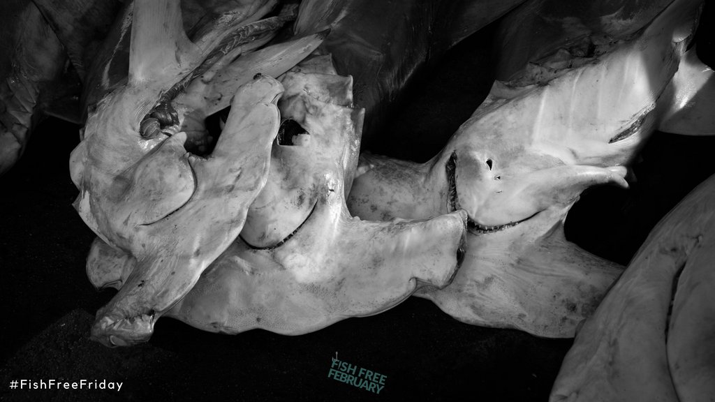 RacingXtinction's tweet image. #Sharks are the most significant #bycatch species in the world’s high seas fisheries. As a result, over 80% of hammerhead, thresher and great white sharks have disappeared in 20 years. Keep @Fish_Free_Feb going all year long by partaking in #FishFreeFriday! @GoodCatchFoods