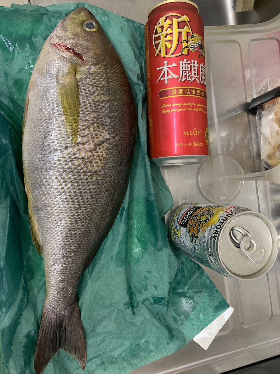 ぱんだちん 今が旬の いさき さん デカさわかるかしら 500缶ですよ 500缶 半身はお刺身で頂きました もう半身は明日 焼きます ぱんだちん 今が旬の いさき さん デカさわかるかしら 500缶ですよ 500缶 半身はお刺身で頂きました もう半身は明日 焼きます
