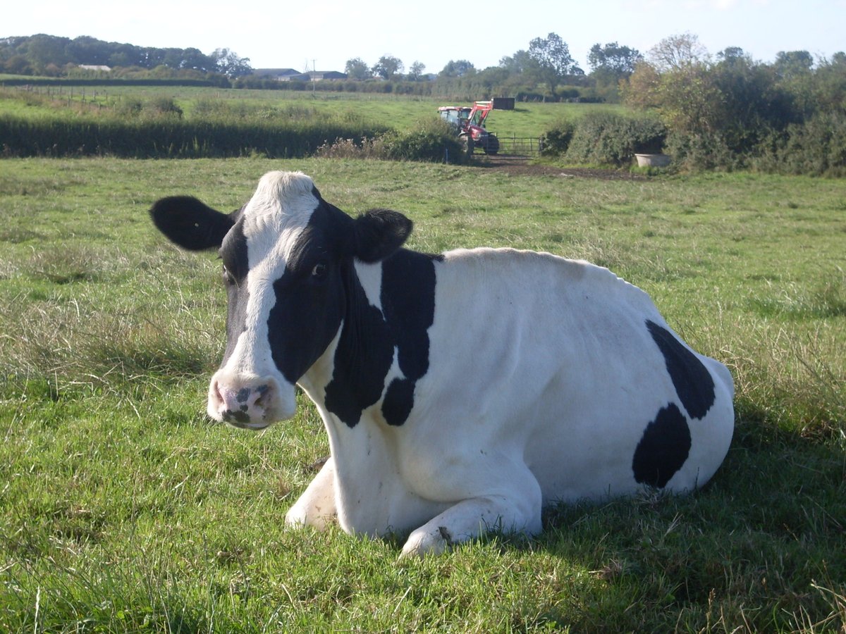 We will be <a href="/broomhousefarm/">Broom House Farm</a> on Saturday 29th May 10-3 for a meet the locals market ,please come along and see us all with our lovely local food .🧀@Hattie_peacock #meetthelocals