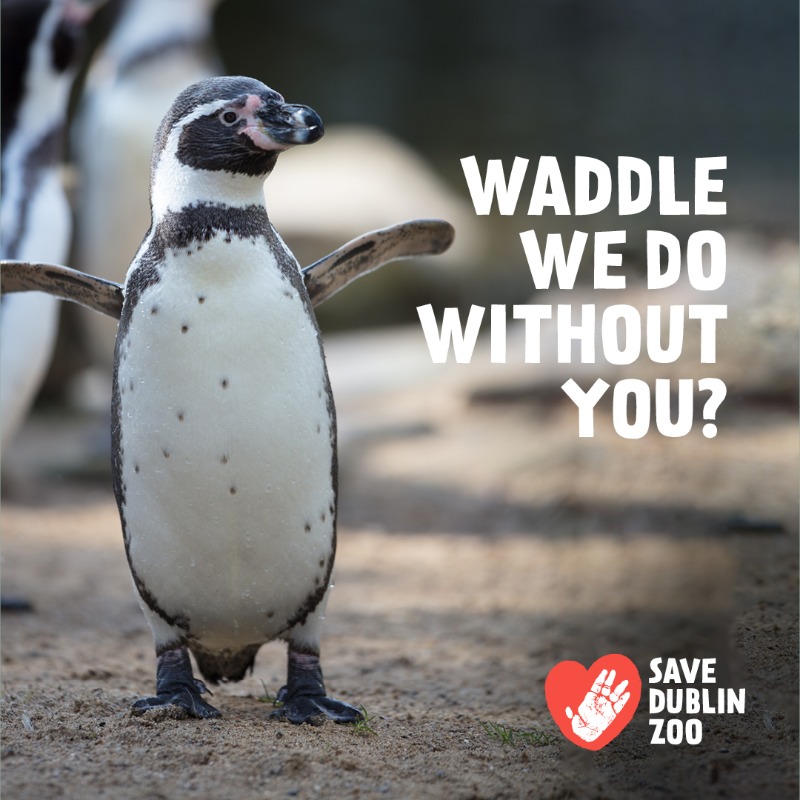 DublinZoo's tweet photo. The response of the Irish people and the Government was phenomenally overwhelming, and several million Euro were raised within just a few days, allowing Dublin Zoo to stay open.  2/3