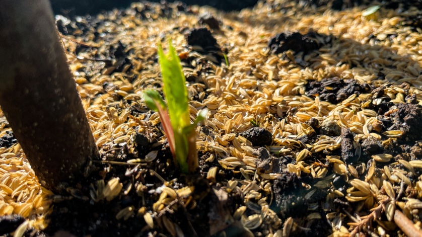 りべりお 楽園 栽培はじめました 秋田国際ダリア園さんで 昨年一番気に入った赤ダリア 球根注文 受取後に ようやく芽が出たので 本日植え付け 赤い大輪に育つのは 順調にいって8月半ば以降です 一からの仕込みなので 過程を含めて楽しんでいき
