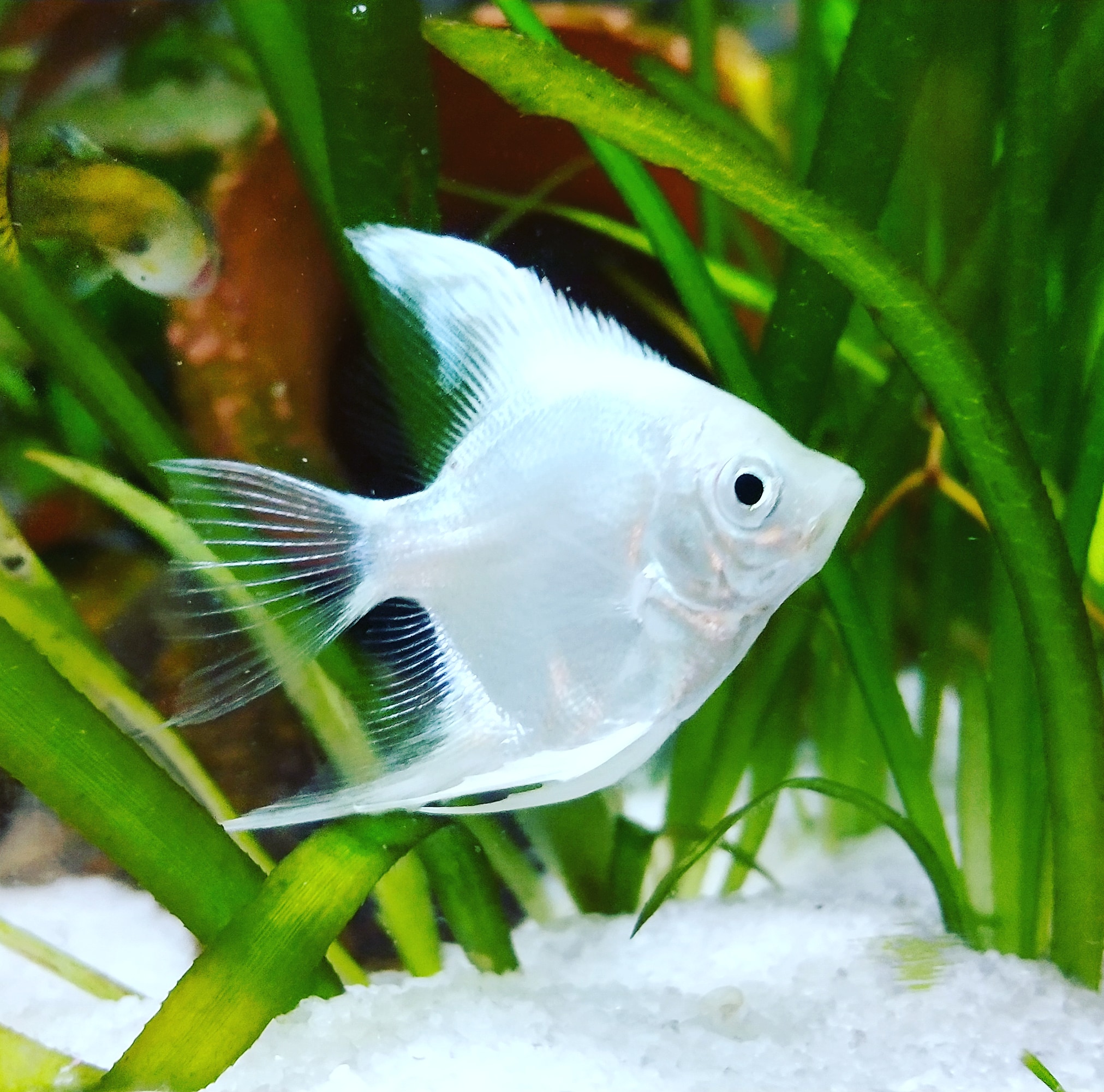 Moti Aquarium 新人のプラチナホワイトエンゼルフィッシュ 3匹来ました アクアリウム エンゼルフィッシュ 新人 T Co Omn36dph6y Twitter