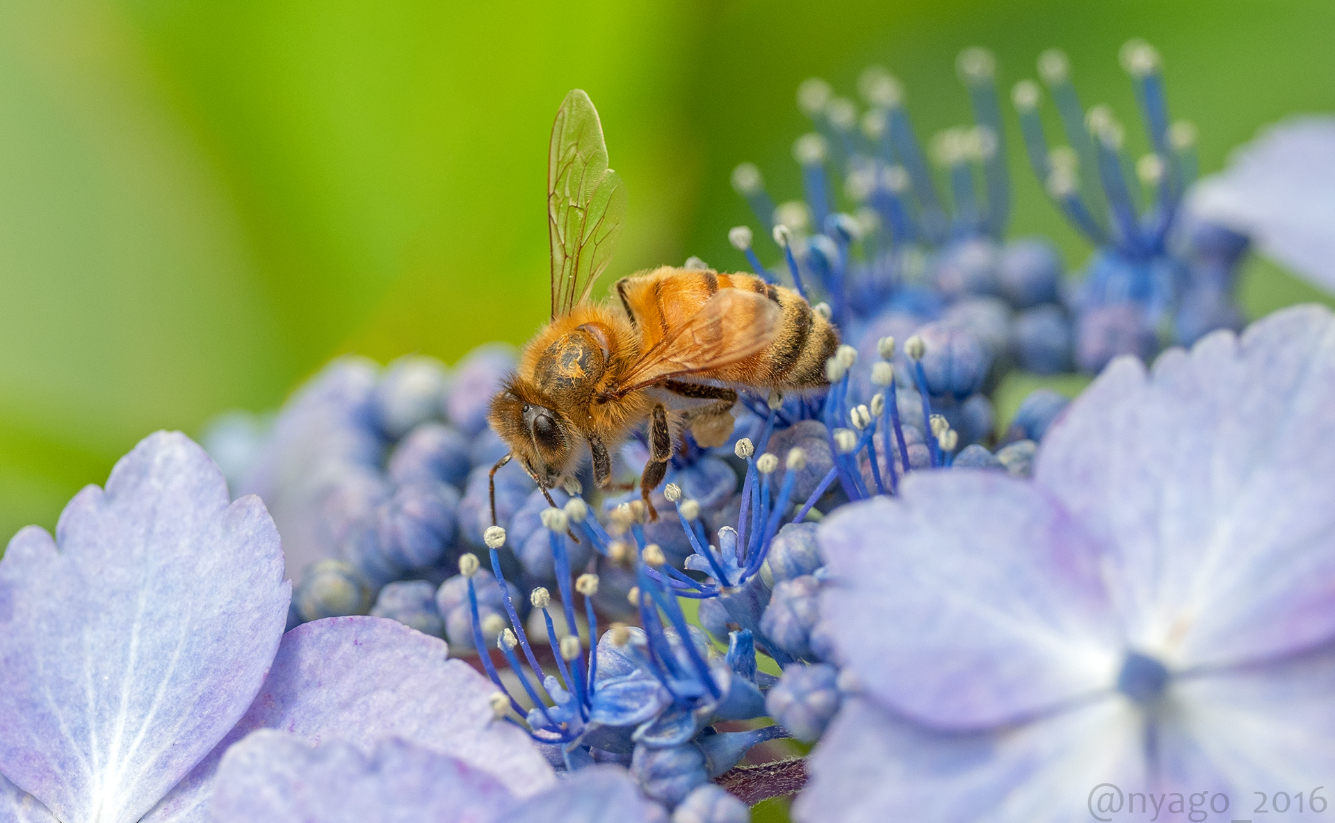 Uzivatel Nyago Na Twitteru ガクアジサイ に来てた ミツバチ さん アジサイ 紫陽花 花 Flower 蜜蜂 Honeybee 蜂 ハチ Bee 昆虫 Insect Uzivatel Nyago Na Twitteru ガクアジサイ に来てた ミツバチ さん アジサイ 紫陽花 花 Flower 蜜蜂 Honeybee 蜂 ハチ Bee 昆虫 Insect