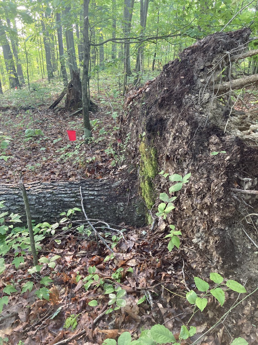 JaredDeforest's tweet photo. Another tree lost to #windthrow in my soil nutrient economy experiment, at least the pin flag is unharmed. https://t.co/vHCWQCzK9S