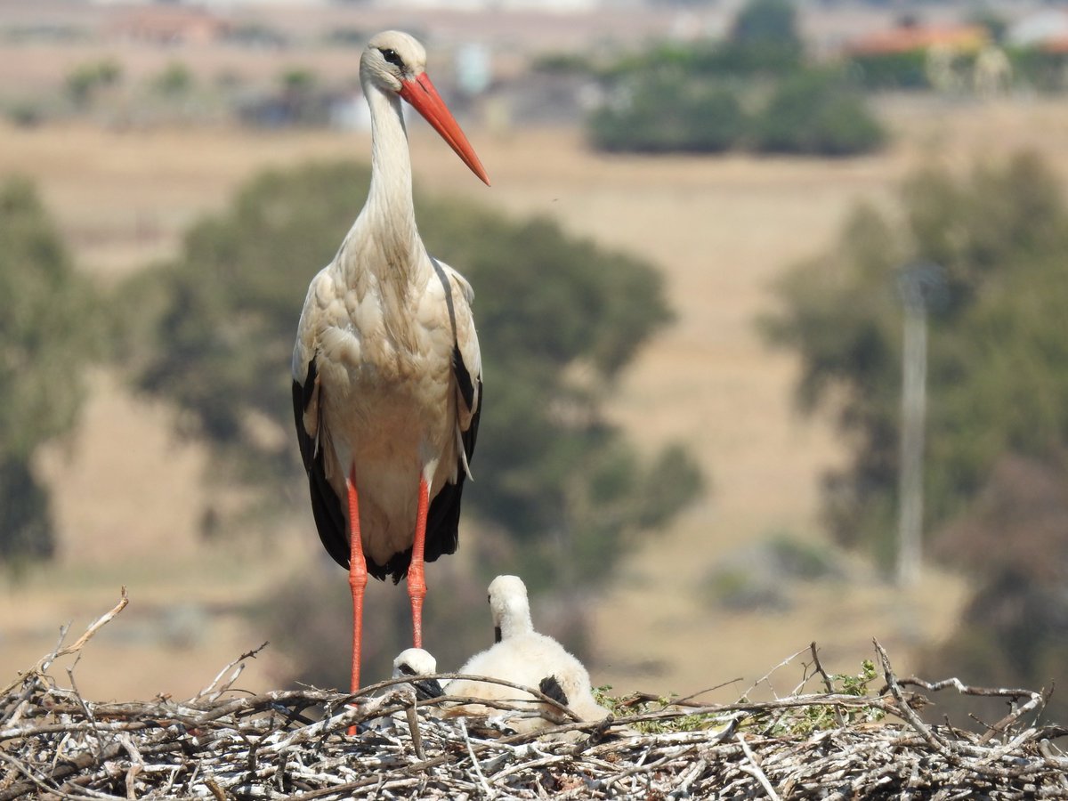Preciosa foto de nuestro compañero en prácticas Javier Rebollo.
Gracias a todos por respetar los consejos y recomendaciones de la visita al Monumento Natural. La reproducción de nuestras cigüeñas está siendo todo un éxito
#Cigüeñablanca 
#ciconiaciconia