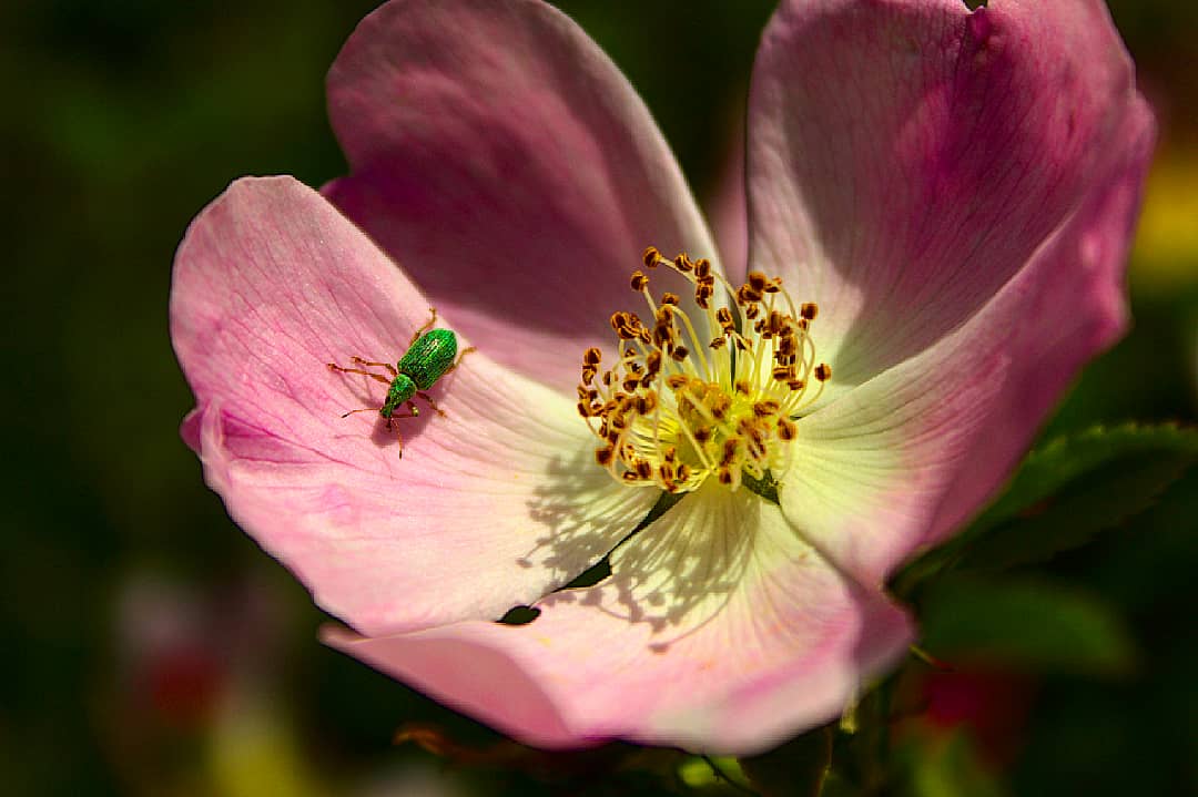 MikaelPassereau's tweet photo. Green bug
Petite série macro pour montrer la beauté et la diversité de la vie, même dans le monde des insectes...
#life #insect #insecte #bug #flower #green #alpes #outdoors #liveoutdoors #nature #naturelovers #keepexploring #exploremor #macro #macrophotography #landscape https://t.co/hUeRsLYxDF