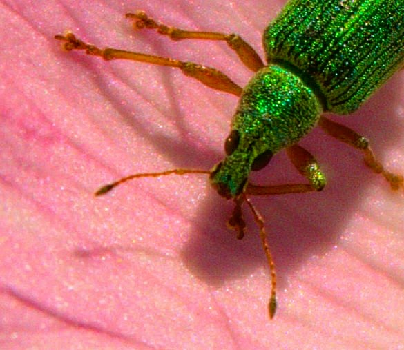 MikaelPassereau's tweet photo. Green bug
Petite série macro pour montrer la beauté et la diversité de la vie, même dans le monde des insectes...
#life #insect #insecte #bug #flower #green #alpes #outdoors #liveoutdoors #nature #naturelovers #keepexploring #exploremor #macro #macrophotography #landscape https://t.co/hUeRsLYxDF