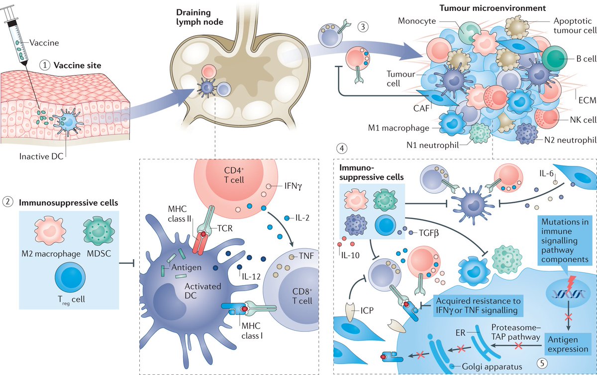 Nature Reviews Cancer tweet media