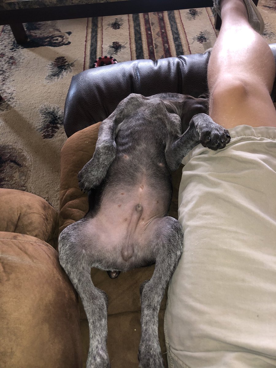 WallySchmidt20's tweet photo. This dude sleeps in the strangest positions 🤣 https://t.co/Kjf8n2jE33