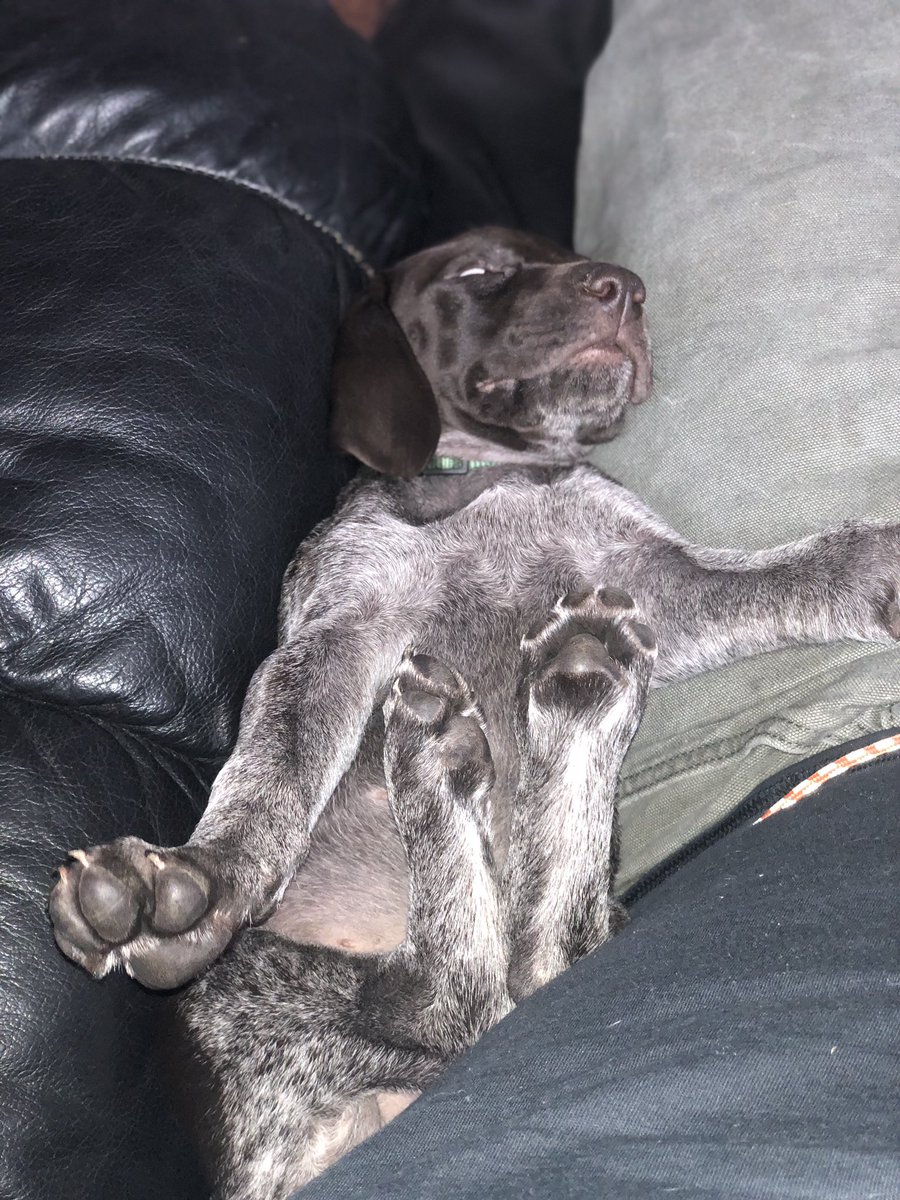WallySchmidt20's tweet photo. This dude sleeps in the strangest positions 🤣 https://t.co/Kjf8n2jE33