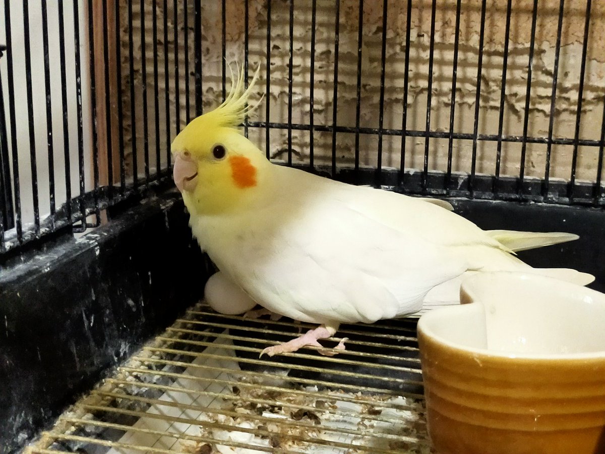 Bard Wing Bardwing2 Twitter