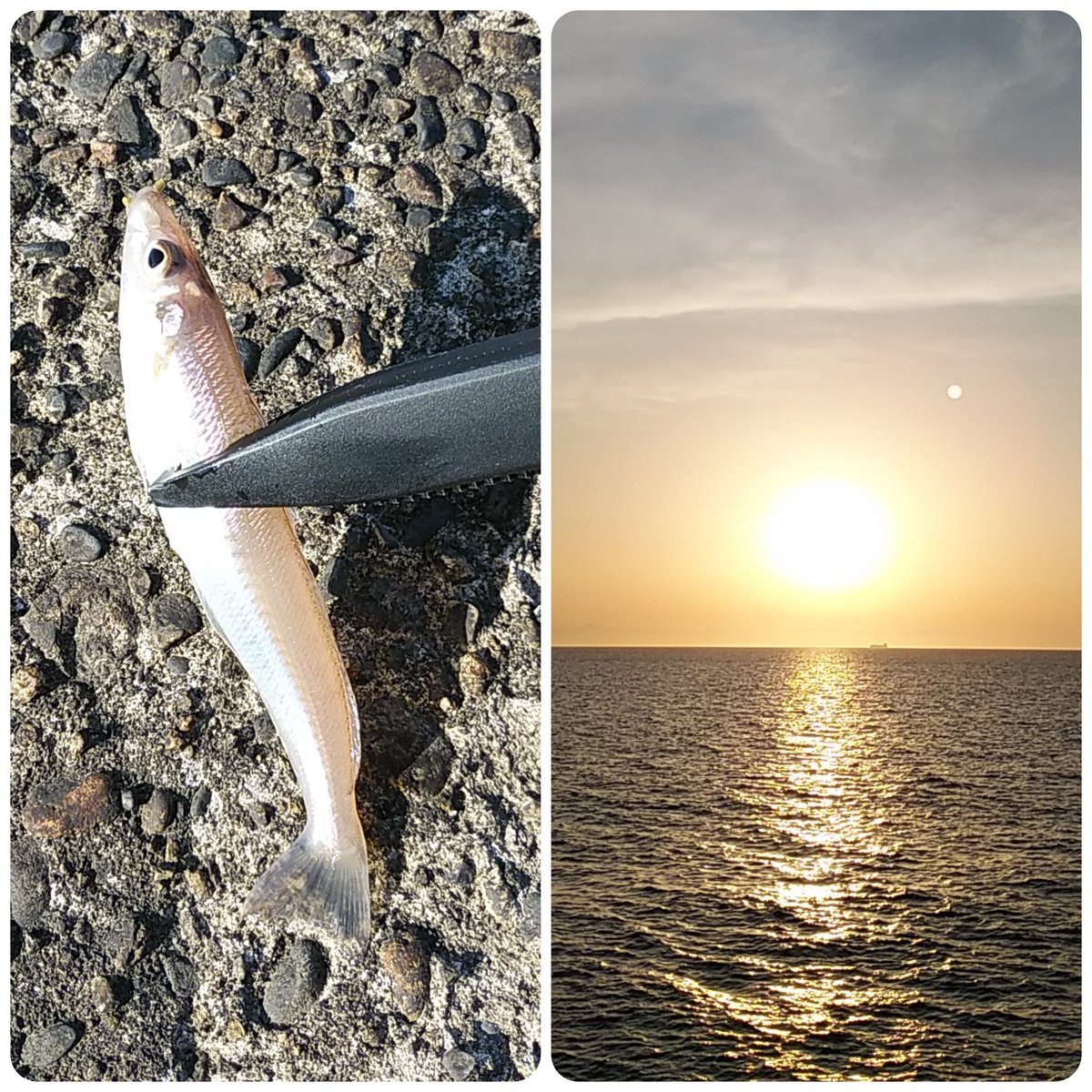 あるばか 今夕は疑似餌でちょい投げのキス釣りをやる 型は良いがたった3匹とはトホホ 生餌は釣れてるがルアー気取りの自分はやらない 今後に期待だ シーバスロッド 疑似餌 パワーイソメ ちょい投げ キス釣り 佐渡島に沈む夕日 新潟市の釣り あるばか 今夕は疑似餌でちょい投げのキス釣りをやる 型は良いがたった3匹とはトホホ 生餌は釣れてるがルアー気取りの自分はやらない 今後に期待だ シーバスロッド 疑似餌 パワーイソメ ちょい投げ キス釣り 佐渡島に沈む夕日 新潟市の釣り