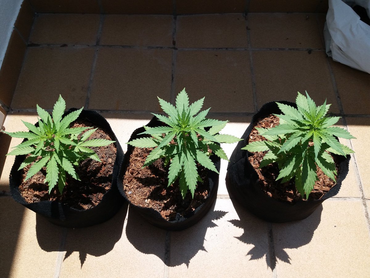 Cultivadorled's tweet photo. Asi de bonitas estan las Auto M16 x Bluekush....todas sexadas y la semana que viene comenzara la deseada flora.....teneis el video de ellas en mi canal de youtube....#compartid💚 https://t.co/peQnOd1CtN