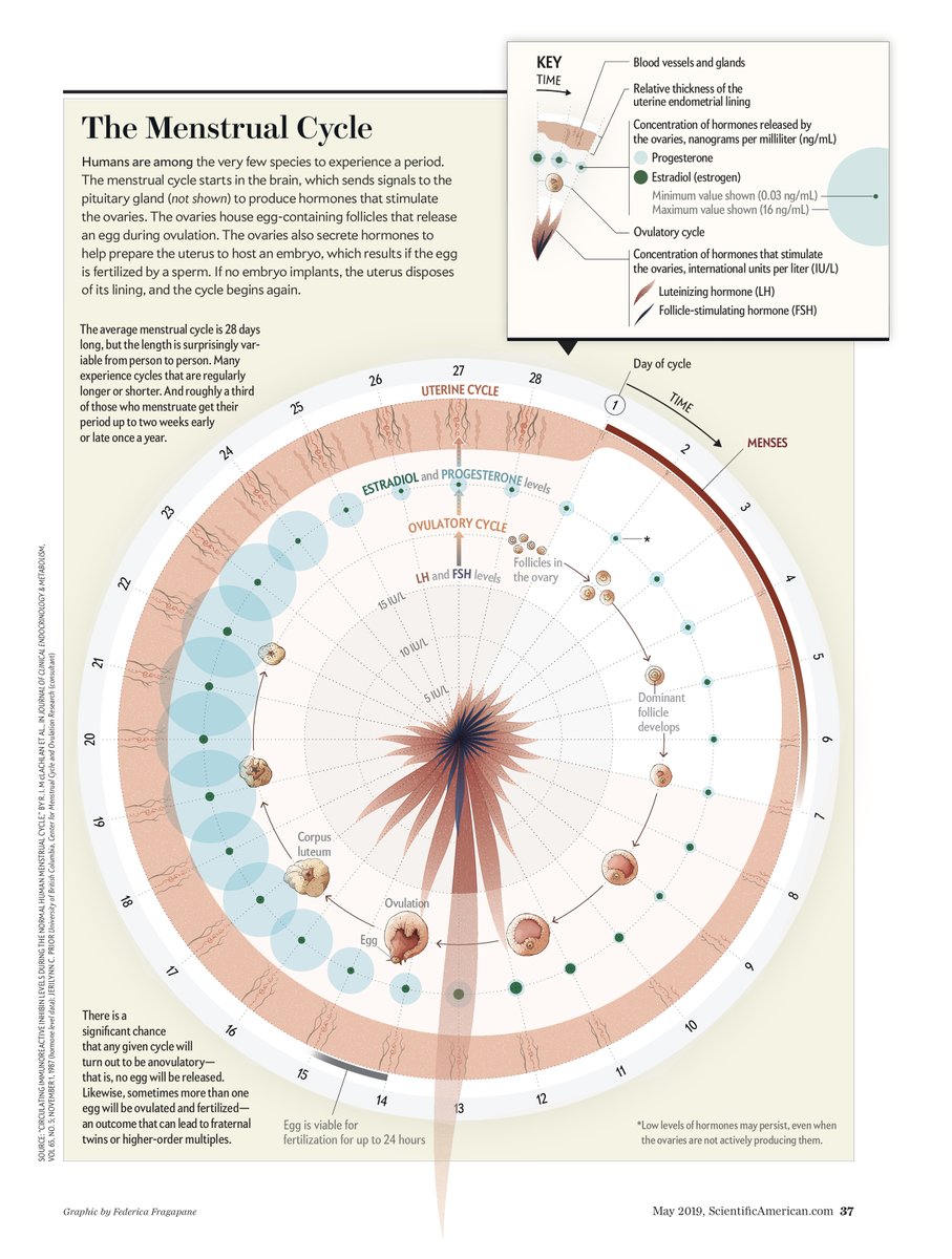 fedfragapane's tweet photo. Today is #MenstrualHygieneDay and I want to re-share a project I loved designing, a #dataviz on the menstrual cycle for @sciam. When I worked on it with @ChristiansenJen, besides the data she sent me a paper mentioning the taboos that still surround the menstruation topic (1) https://t.co/qmdA6V91Mb