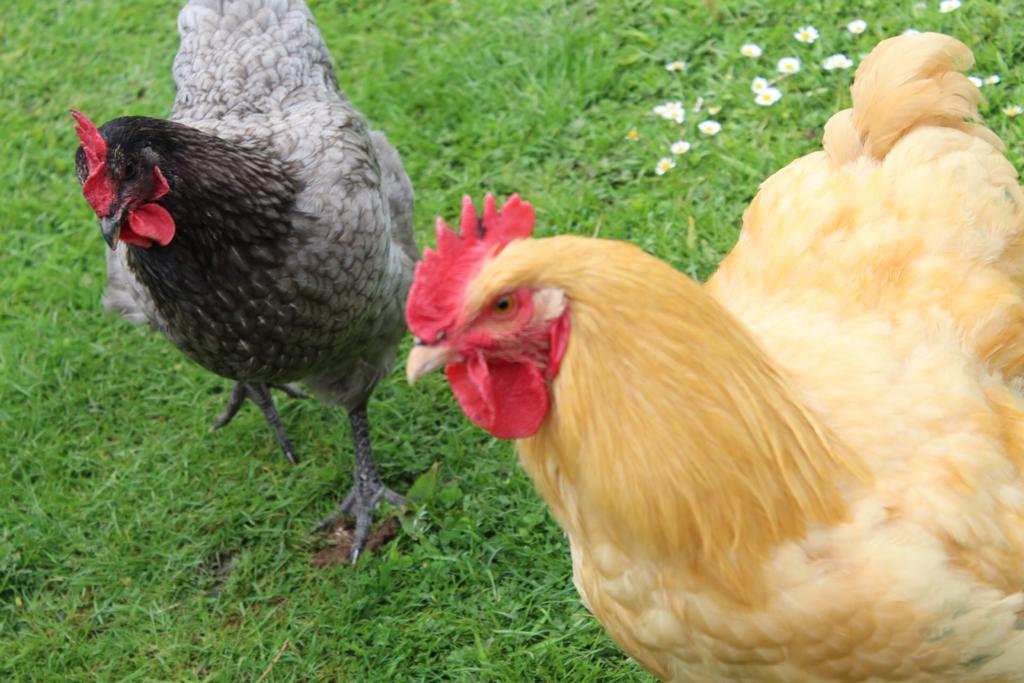 NewHallAnimals's tweet photo. One of our student farm volunteers took some time out  during his lunchbreak to have a go at photographing some of our animals, not so easy when they don't like to stay still for long.  
Well done Harrison the photos are excellent ! https://t.co/LXrb5P9vtV