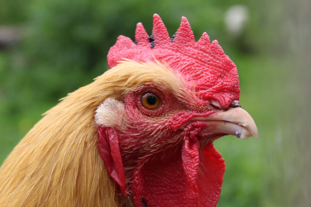 NewHallAnimals's tweet photo. One of our student farm volunteers took some time out  during his lunchbreak to have a go at photographing some of our animals, not so easy when they don't like to stay still for long.  
Well done Harrison the photos are excellent ! https://t.co/LXrb5P9vtV