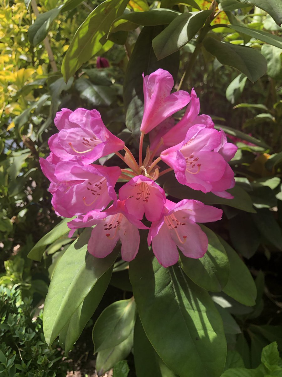 CourRasselins's tweet photo. Quelques exemples de plantes qui ont refleuri de l’année dernière : campanules, myosotis, rhododendrons, œillets. On vous laisse associer les bons noms aux bonnes photos ! https://t.co/owWF9UrvZj