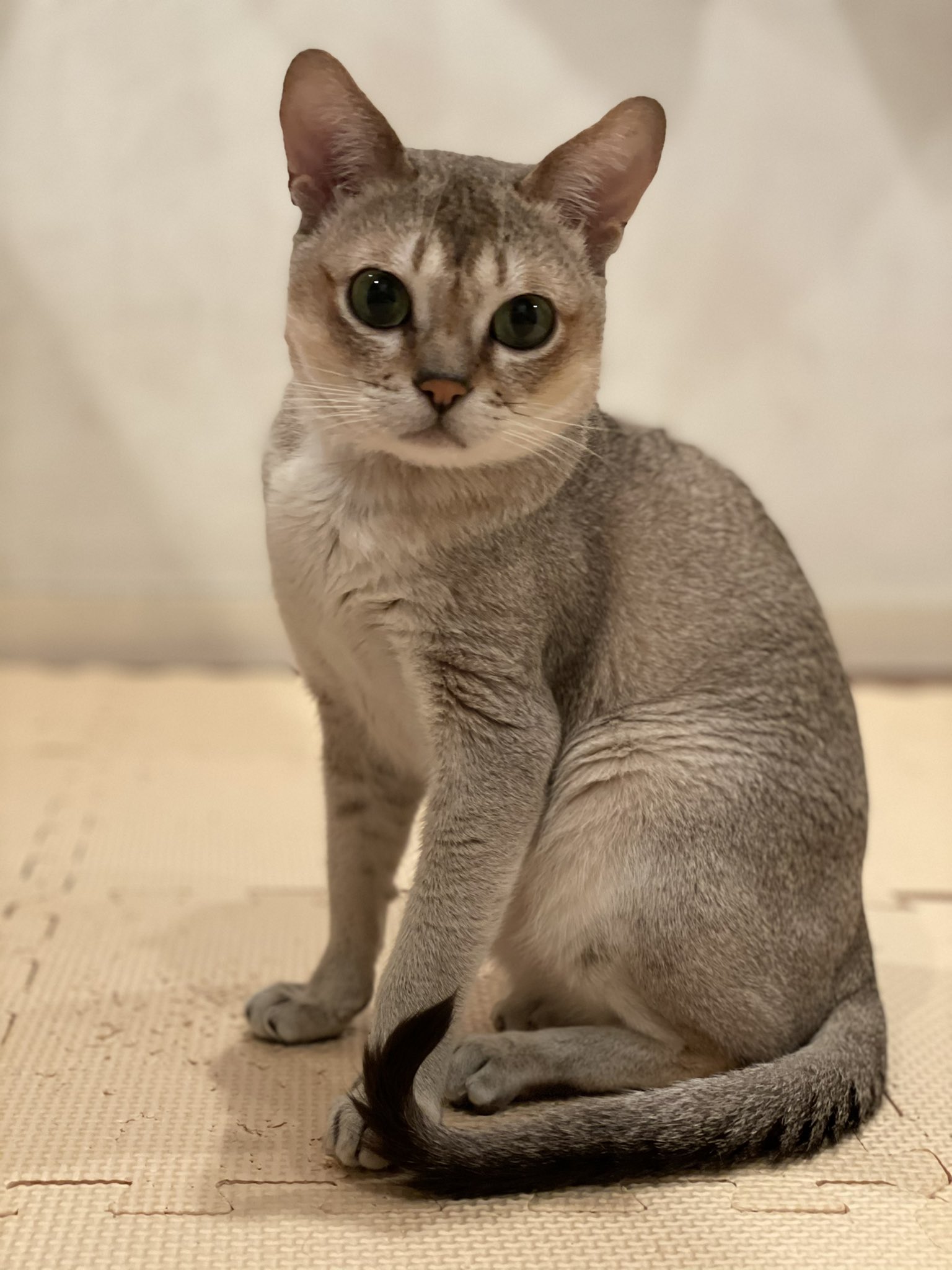 まめ猫シンガプーラ Al Twitter 1週間お疲れ様にゃ まめ 猫 シンガプーラ T Co Z7hbl3clmj Twitter