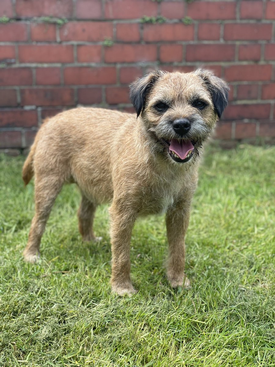 Riley_roo888's tweet photo. So it’s that time of year pals when I lose the gruffalo look 😆 apparently I looks ten years younger, which makes no sense as I is only nine 🙄 #BTPosse #gooseisback #goodbyegruffalo https://t.co/rrR6JXXkjB