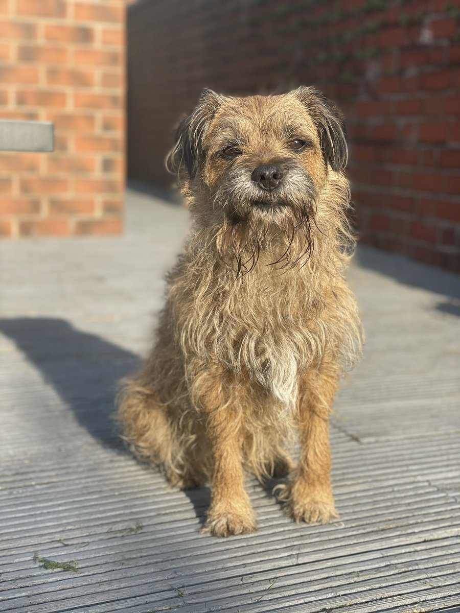 Riley_roo888's tweet photo. So it’s that time of year pals when I lose the gruffalo look 😆 apparently I looks ten years younger, which makes no sense as I is only nine 🙄 #BTPosse #gooseisback #goodbyegruffalo https://t.co/rrR6JXXkjB