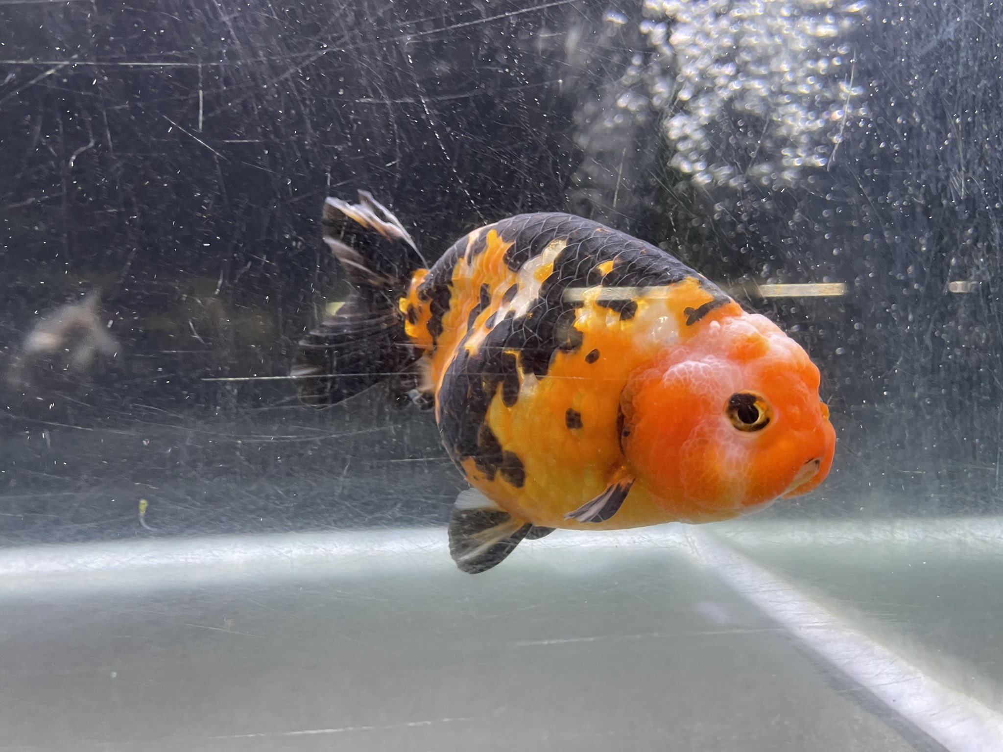 かねだい草加店 昨日 今日で入荷しました金魚の紹介です 今回は色々来てますよ 江戸錦 白黒らんちゅう 黒オランダ トリカラーオランダ 黒オランダはいつもより大きめのサイズで卵バンバン産んでるので繁殖狙いの方にもオススメ