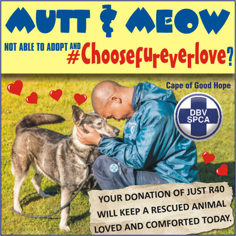 capespca's tweet photo. CAN'T CHOOSE #FUREVERLOVE RIGHT NOW?
You can still show a rescued dog awaiting a home some love today. R40 keeps their shelter in good repair, provides for loving hands and it’ll keep the heaters on this winter! @ultradogsa #ultracat #UnleashTheirUltra https://t.co/FuZ2HRATuQ https://t.co/dwWAkbQwDd