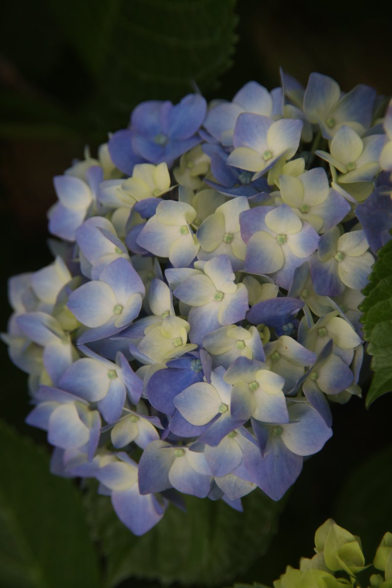 gontanokoneroku's tweet photo. Hydrangea 😇 https://t.co/EfIAWQFqSF