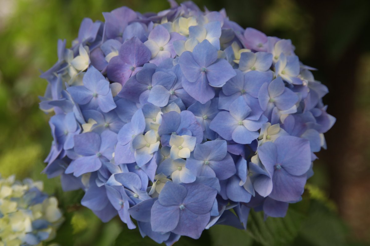 gontanokoneroku's tweet photo. Hydrangea 😇 https://t.co/EfIAWQFqSF