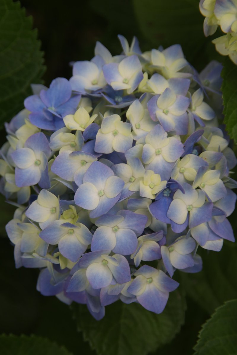 gontanokoneroku's tweet photo. Hydrangea 😇 https://t.co/EfIAWQFqSF