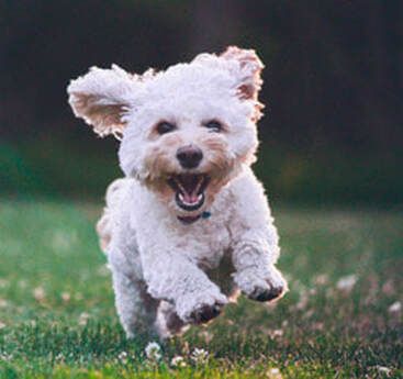 VespasMum's tweet photo. We have all seen dogs that have reddish-brown tear stains under the eyes. But lots of dogs also have red-brown stains on the fur of their mustaches, ears, between the toes... The reason for these brown stains? Find out here --> https://t.co/zoYvcMDVej https://t.co/8YxY4NxkOT
