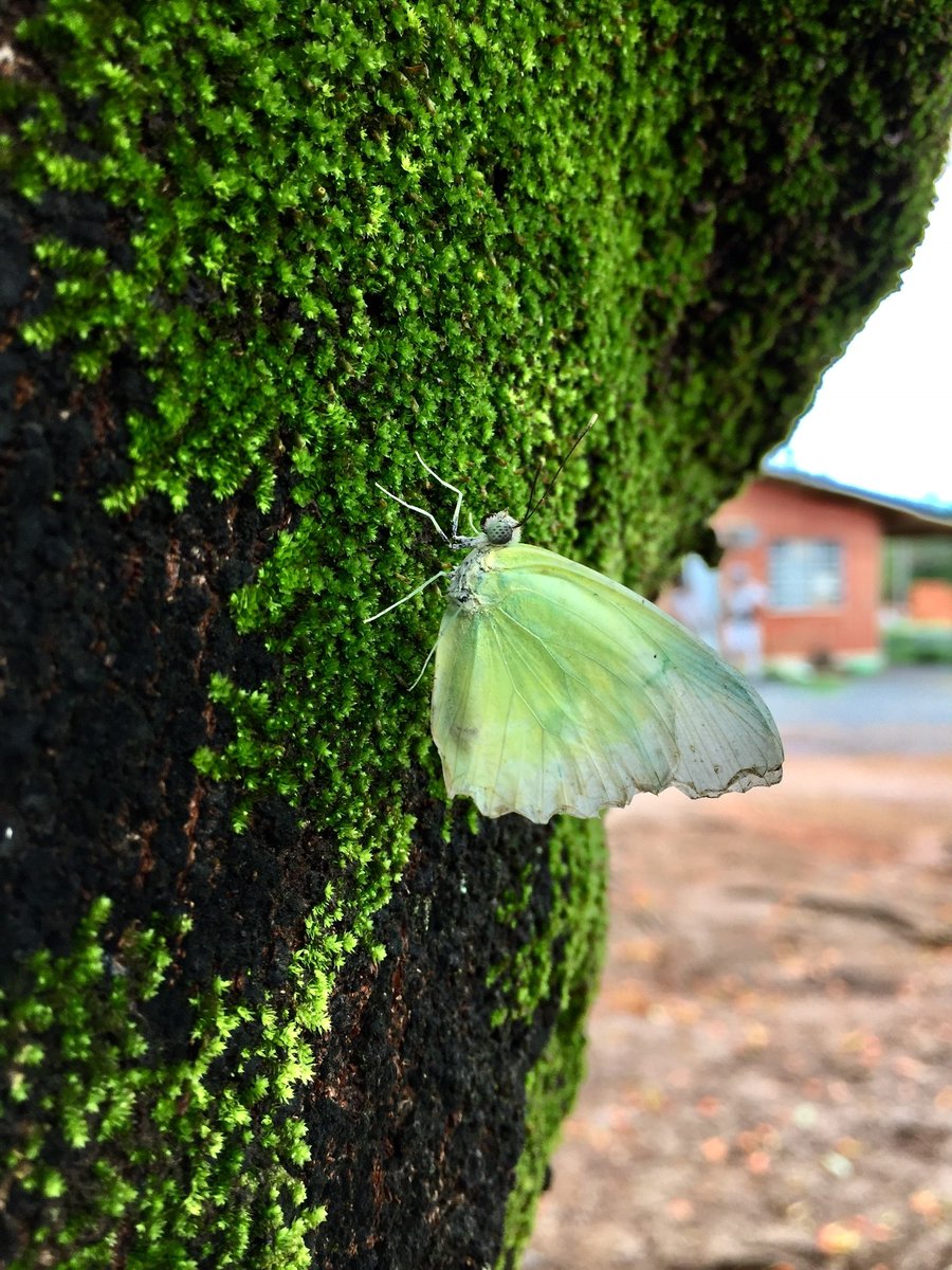 Floresteirosbr's tweet photo. Instituto de ciências agrárias da UFMG

Jhenife Ketlei de Oliveira
@ketleii

#fotografias #engenhariaflorestal #concursodefotografias #concursodefotos #photograph #paisagem #meioambiente #clickflorestal https://t.co/wONLJ05zp3